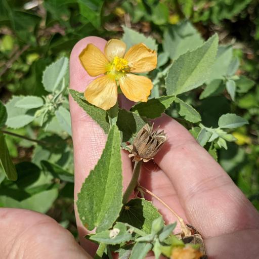 Abutilon fruticosum other