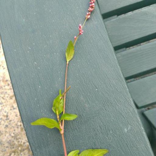 Persicaria pensylvanica other