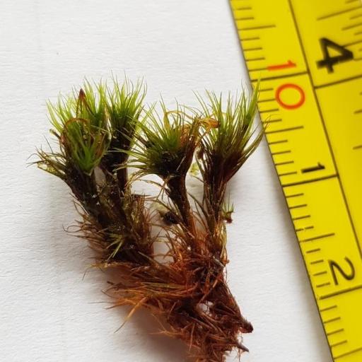 Campylopus flexuosus — related species from the same genus