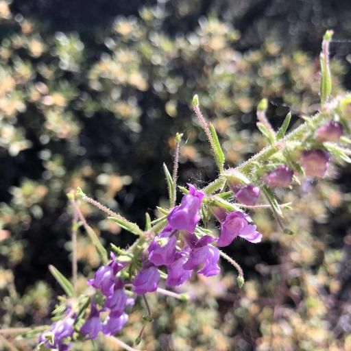 Sairocarpus vexillocalyculatus other