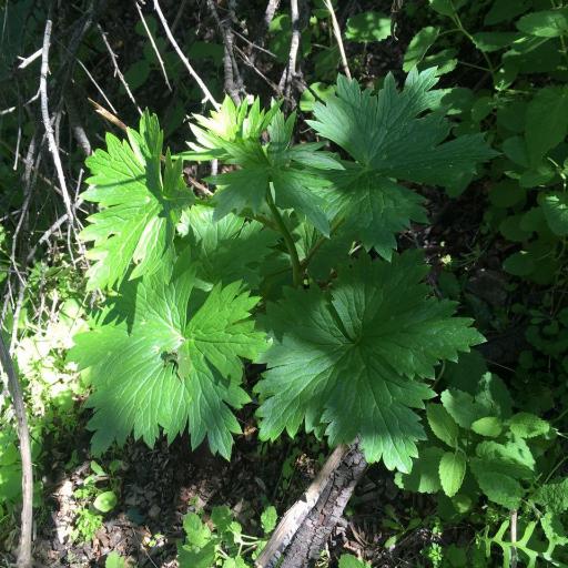 Delphinium californicum — houseplant care guide