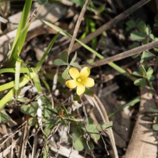 Oxalis perennans other