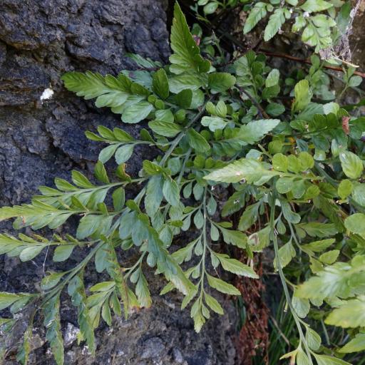 Asplenium lyallii other