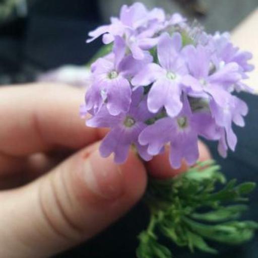 Verbena bipinnatifida other