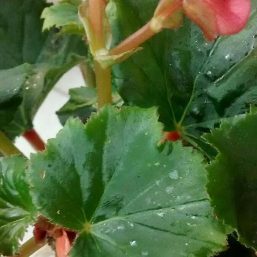 Begonia × tuberhybrida — search result for 'Begonia'