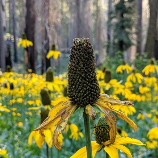 Rudbeckia californica
