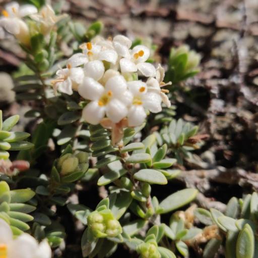 Pimelea prostrata other