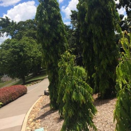 Monoon longifolium other