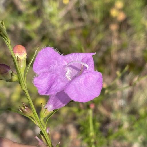 Agalinis fasciculata — search result for 'Agalinis'