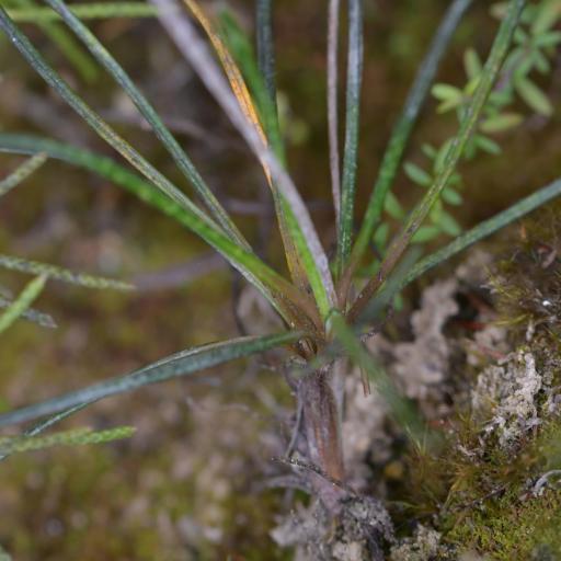 Celmisia gracilenta other