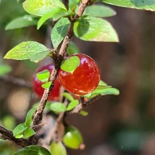 Coprosma quadrifida — search result for 'Eucalyptus'