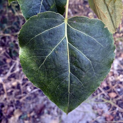 Populus × jackii other