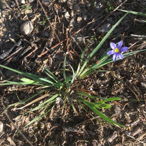 Sisyrinchium pruinosum other