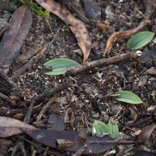 Leporella fimbriata — houseplant care guide