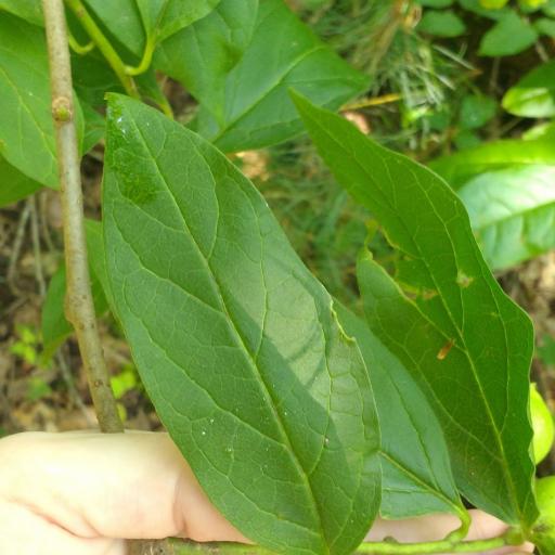 Pyrularia pubera — houseplant care guide