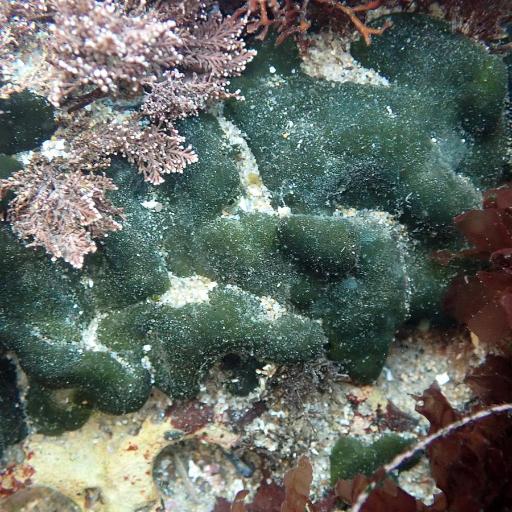 Codium setchellii — related species from the same genus