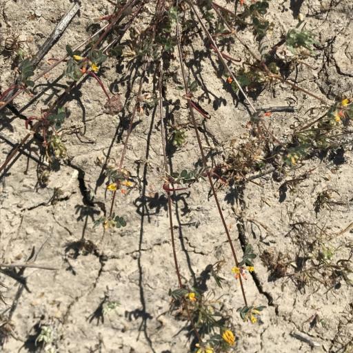 Acmispon micranthus other