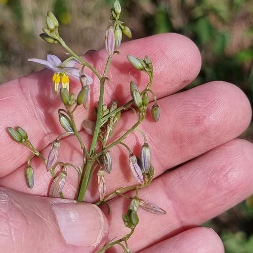 Dianella longifolia other