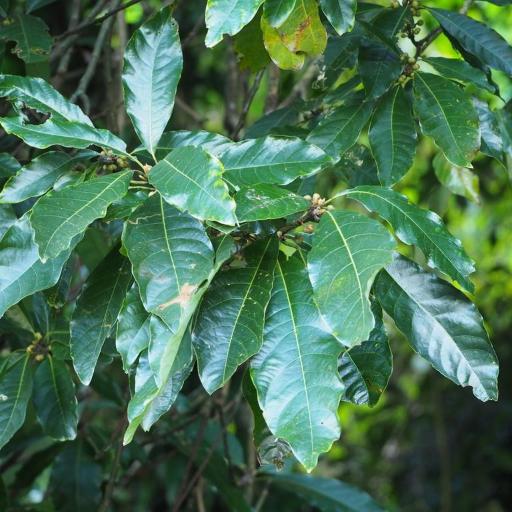 Lindera megaphylla — search result for 'Lindera'