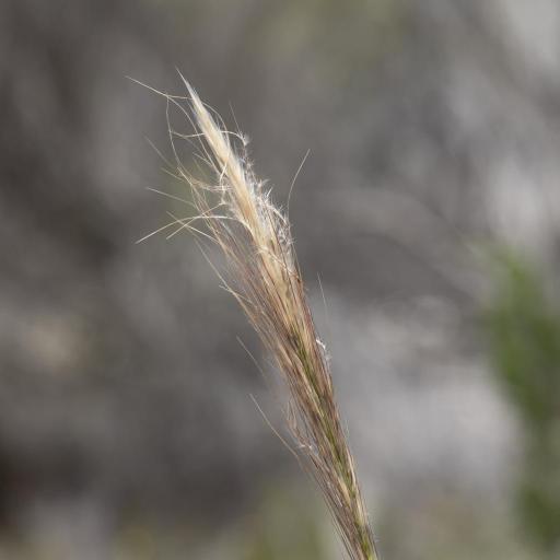 Austrostipa mollis — houseplant care guide