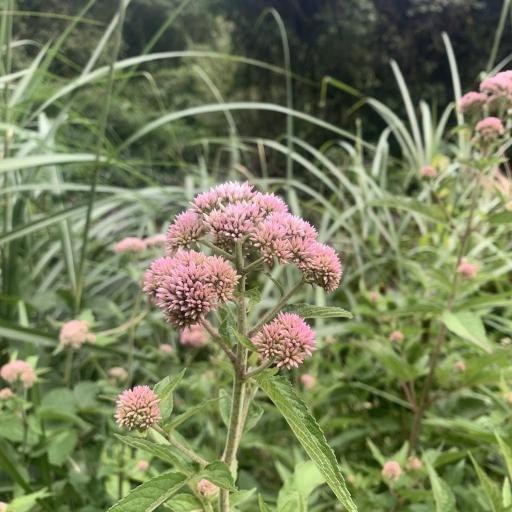 Eupatorium formosanum — search result for 'Eupatorium'