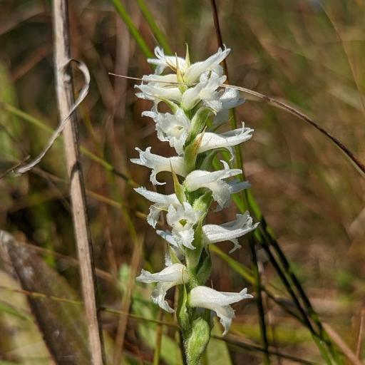 Spiranthes incurva other
