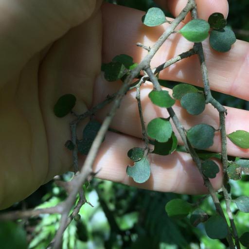 Myrsine divaricata — houseplant care guide