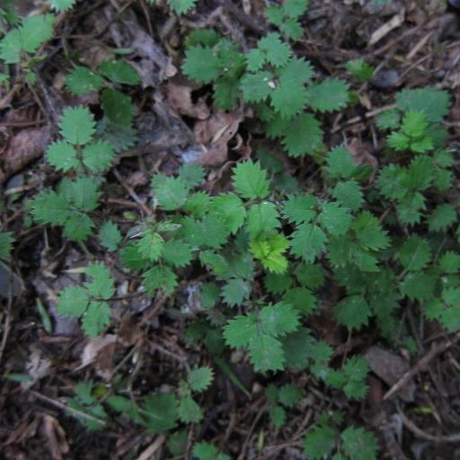 Acaena juvenca other