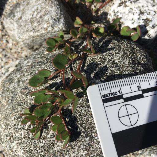 Acmispon maritimus other