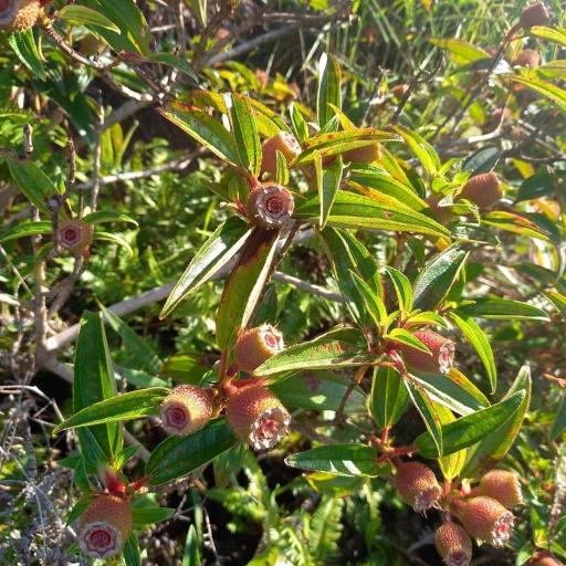 Melastoma sanguineum — related species from the same genus