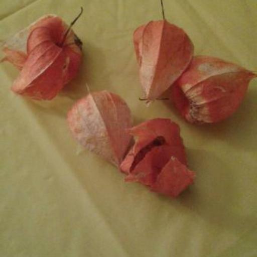 Alkekengi officinarum other