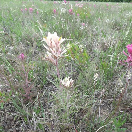 Castilleja purpurea — houseplant care guide