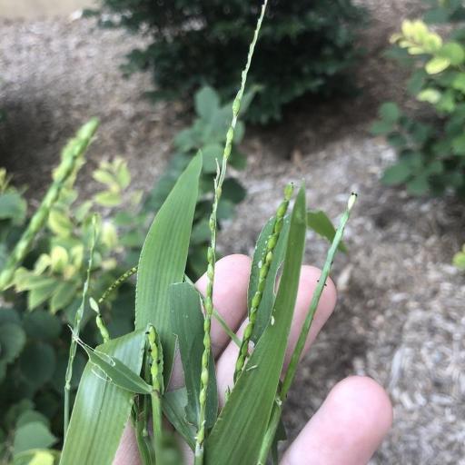 Urochloa platyphylla — houseplant care guide