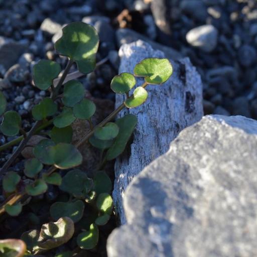 Cardamine corymbosa other