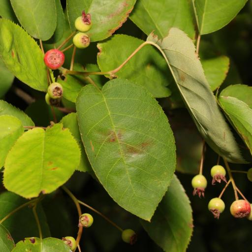Amelanchier × lamarckii other