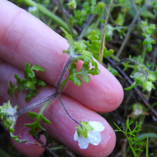 Nemophila heterophylla other