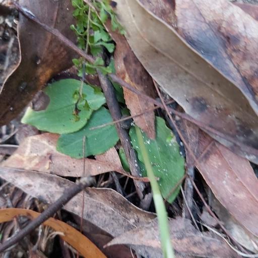 Pterostylis acuminata other