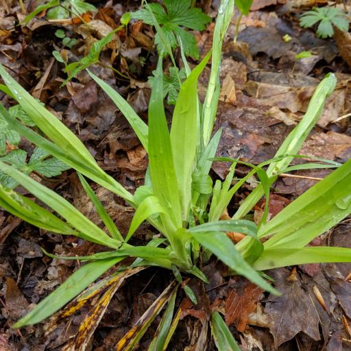 Carex albursina other