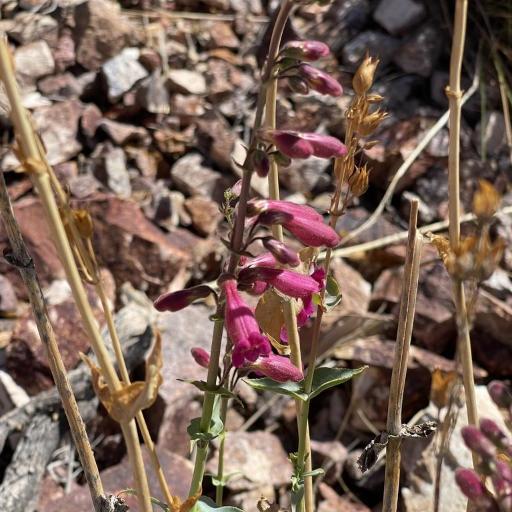 Penstemon bicolor — houseplant care guide