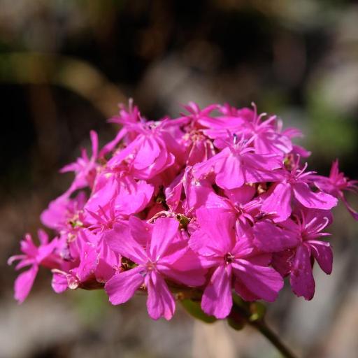 Atocion compactum — related species from the same genus