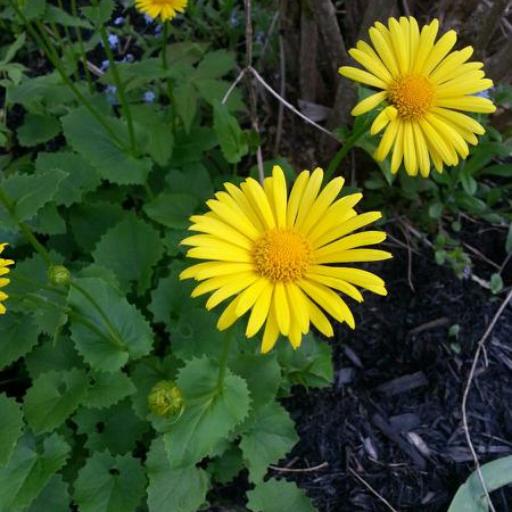 Doronicum caucasicum — related species from the same genus