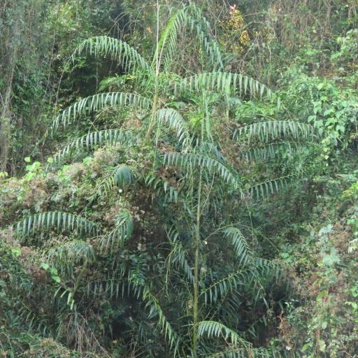 Calamus formosanus other