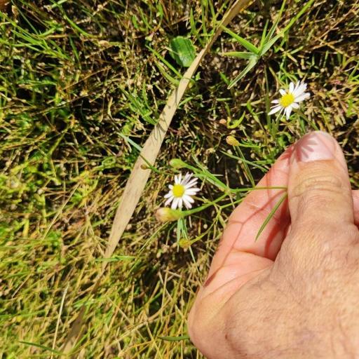 Symphyotrichum tenuifolium — search result for 'Symphyotrichum'