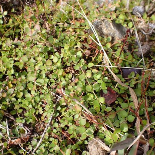 Gonocarpus micranthus — search result for 'Haloragaceae'