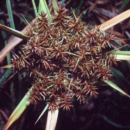 Cyperus erythrorhizos other