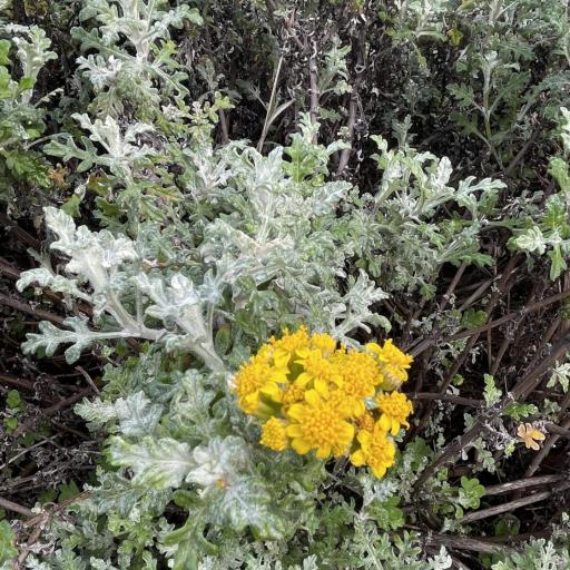 Eriophyllum staechadifolium other
