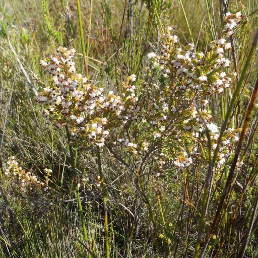 Erica triceps — houseplant care guide