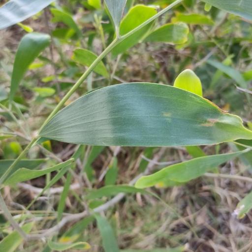 Acacia disparrima other