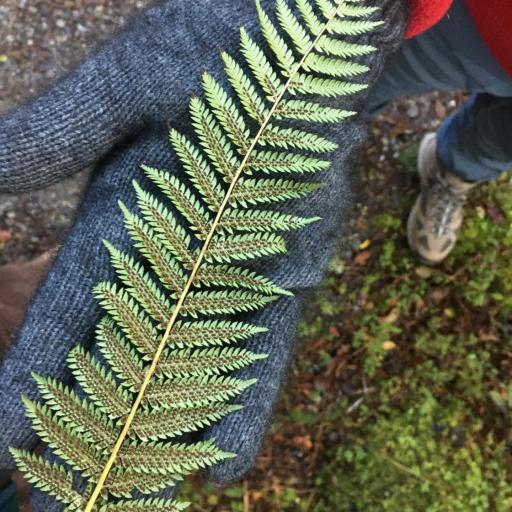 Alsophila smithii other