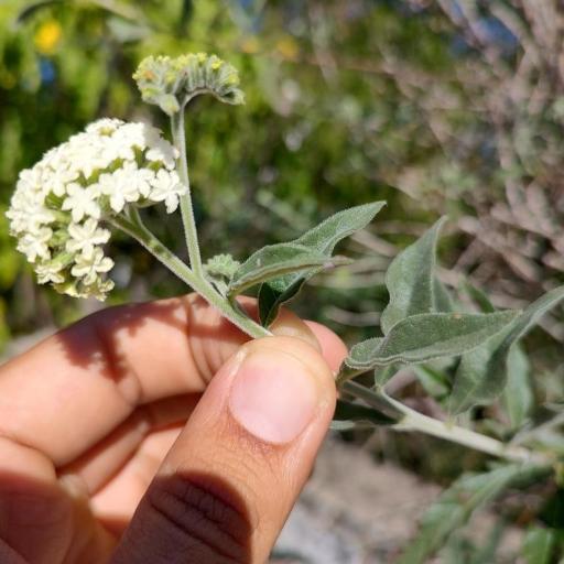 Tournefortia mutabilis other